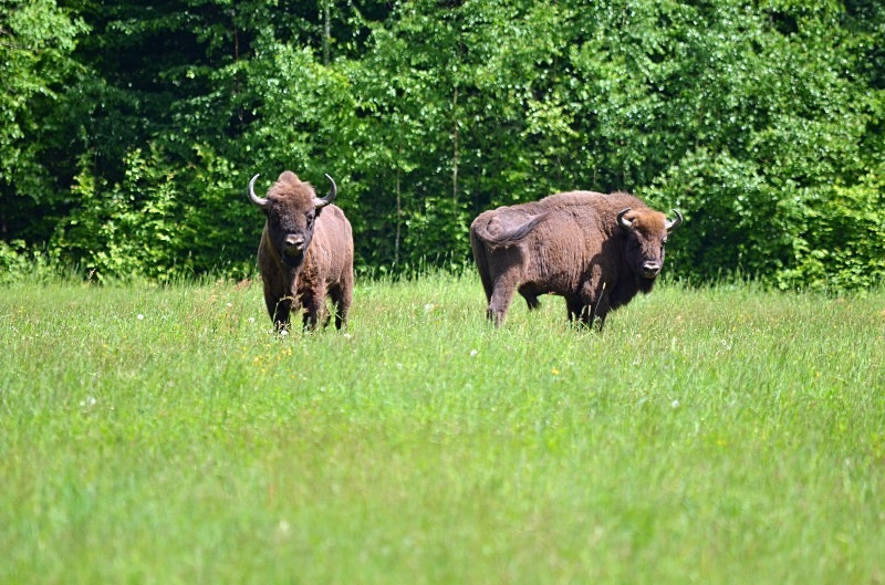 European Bison - North east Poland - May 2013