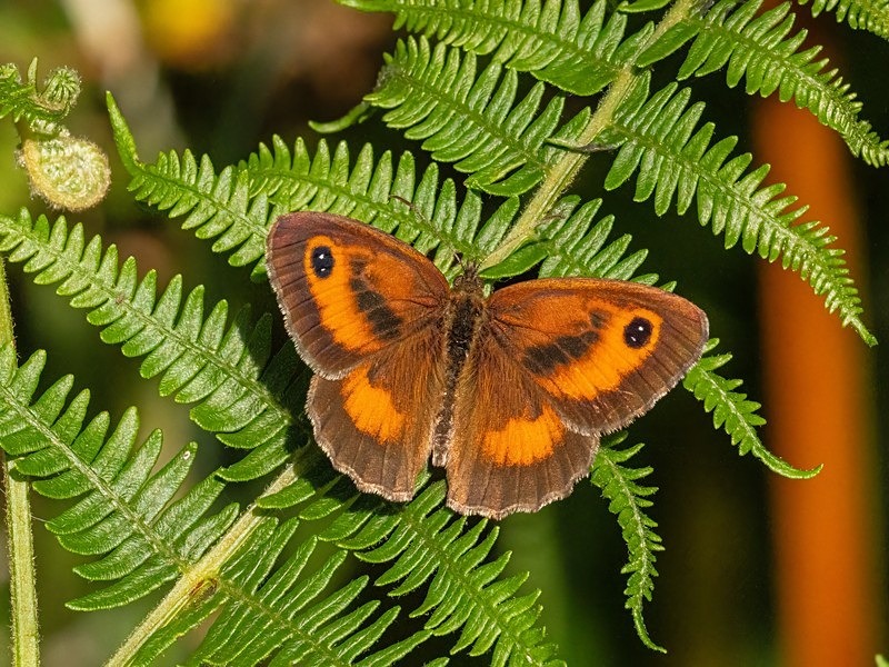 Gatekeeper - Butterflies