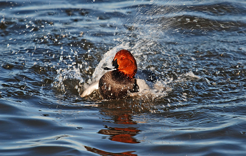 Common Pochard - Diving ducks