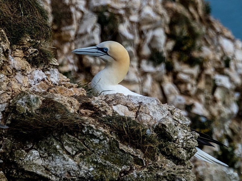Gannet - Gannets