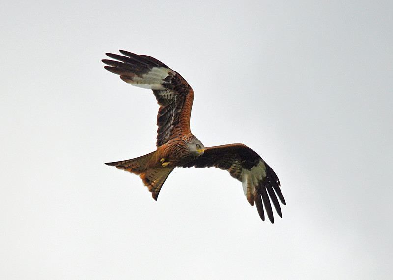 Red Kite - Birds of prey