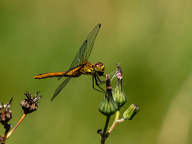 Ruddy Darter - Latest photos