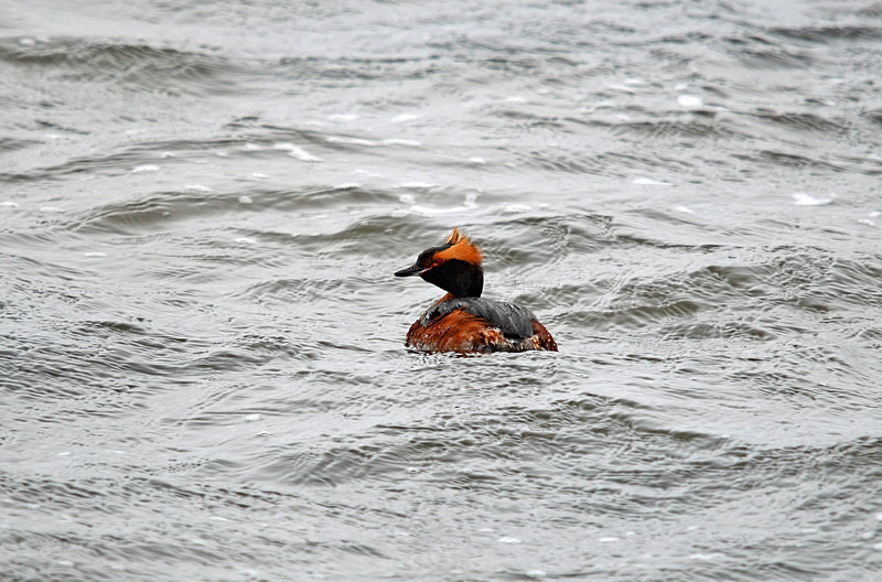 Slavonian Grebe - North east Iceland