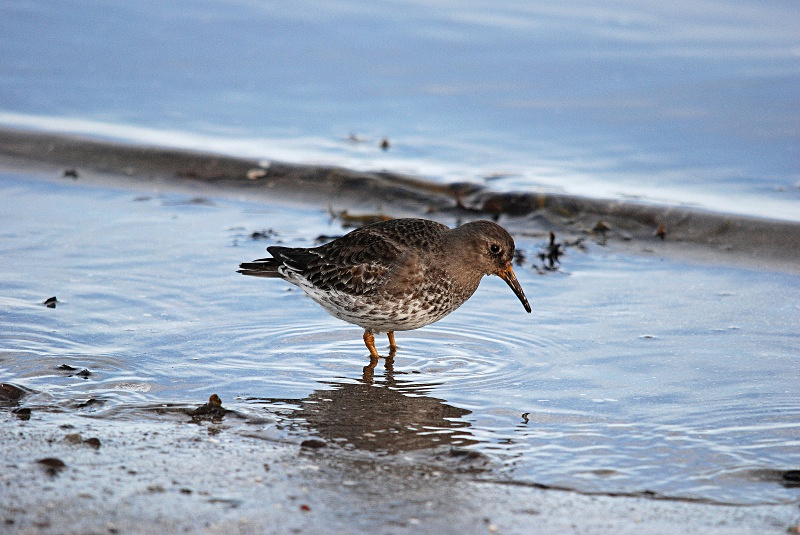 Purple Sandpiper - Norway
