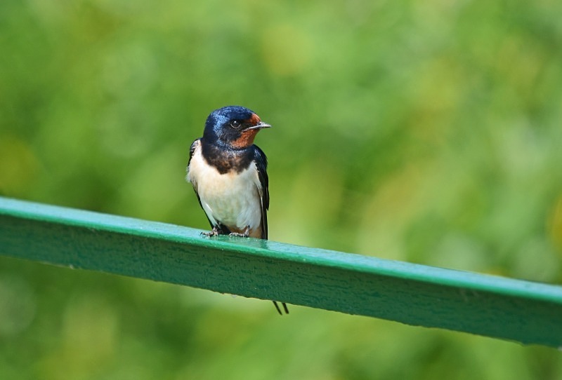 Swallow - North east Poland - May 2013