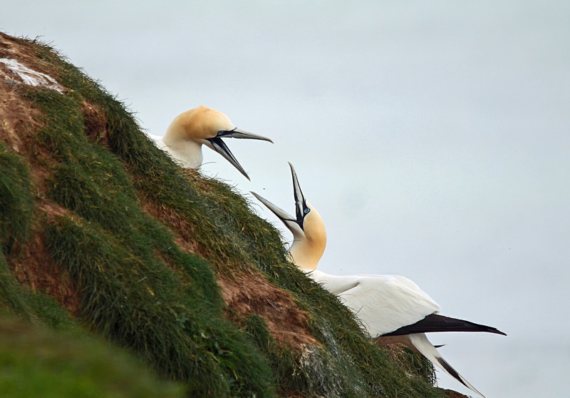 Gannets - Gannets