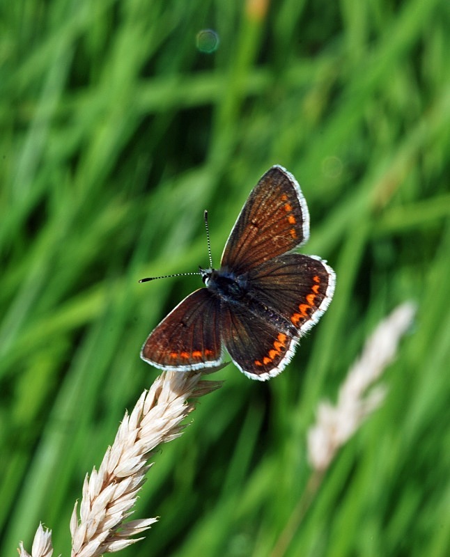 Common Blue - Butterflies