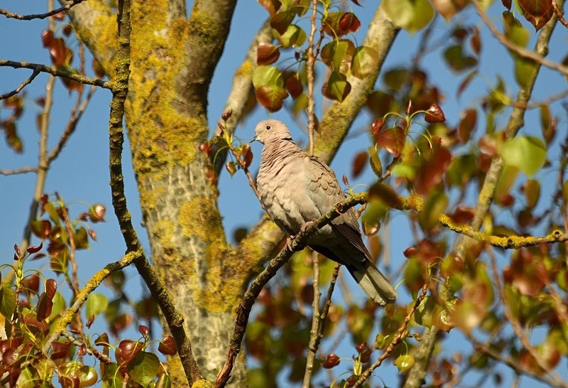 Collared Dove - Pigeons and doves