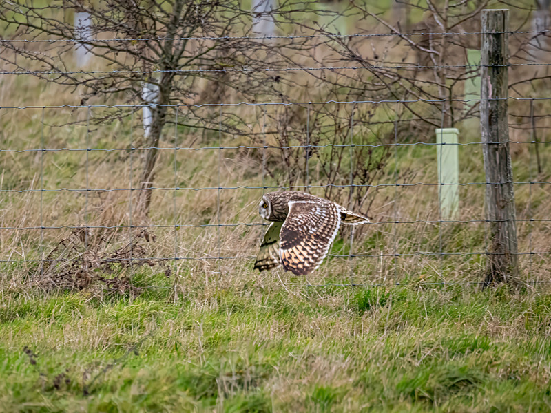 Short-eared Owl - Latest photos