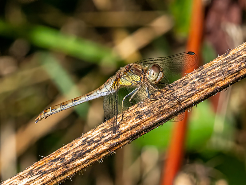 Common Darter - Latest photos