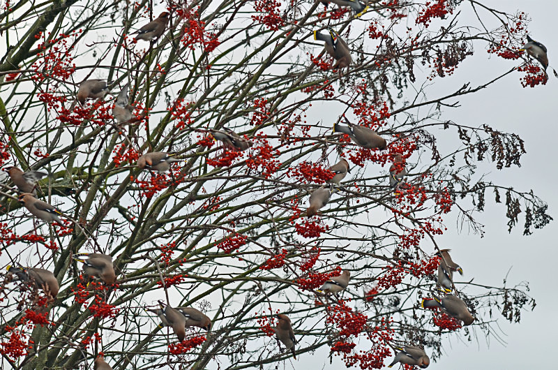 Waxwings - Waxwings