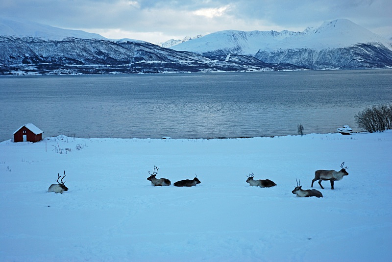 Reindeer - Kvaløya and Sommarøy