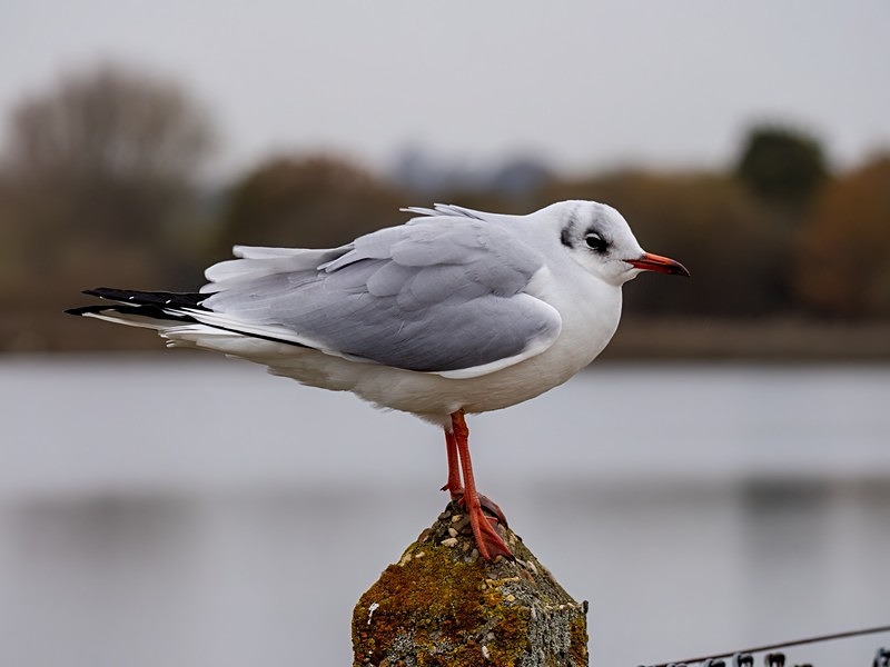 Black-headed Gull - Gulls