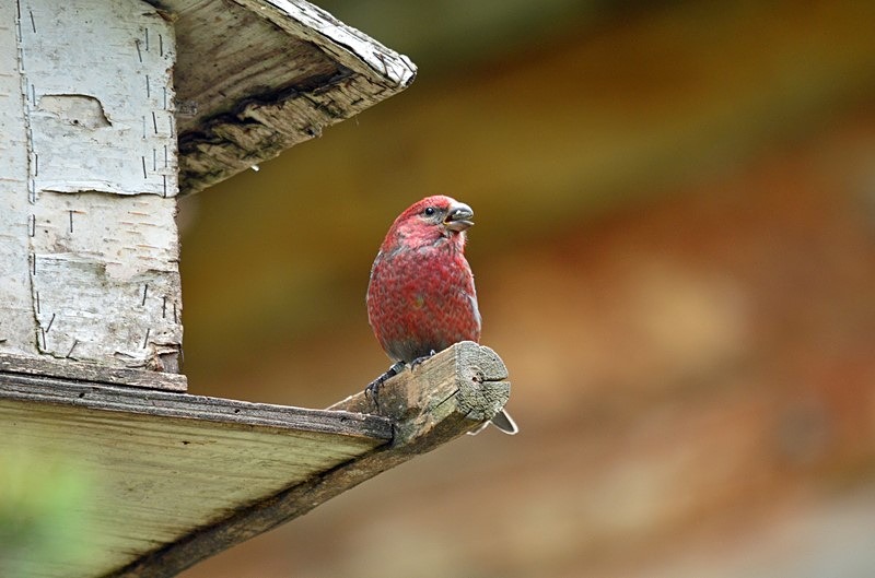 Pine Grosbeak - North Finland - part 1