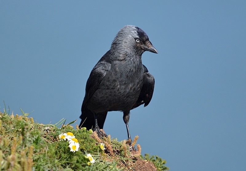 Jackdaw - Crows