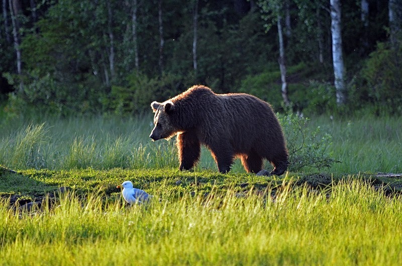 Brown Bear - North Finland - part 2