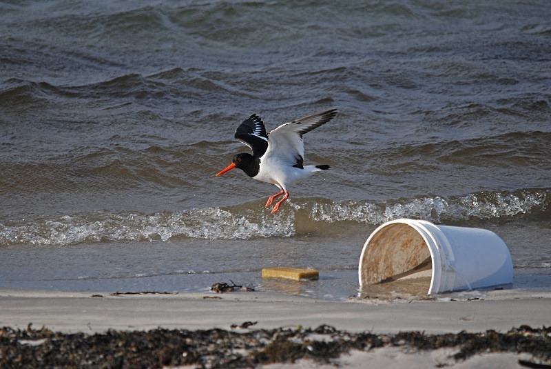 Oystercatcher - North Finland and north Norway - May and June 2009
