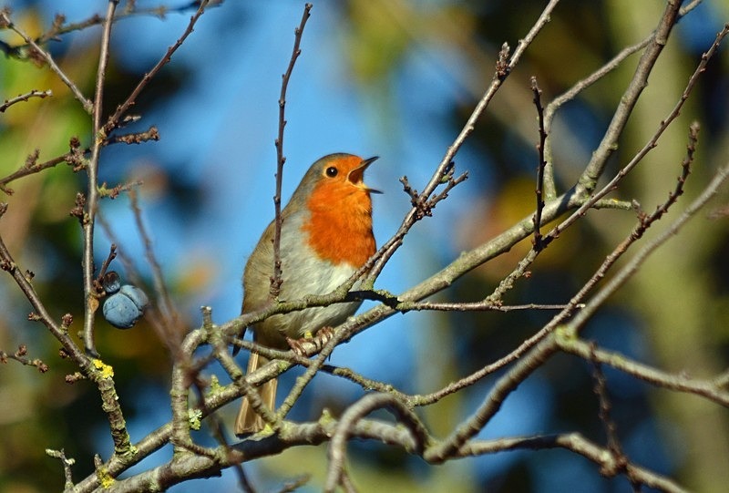 Robin - Robins