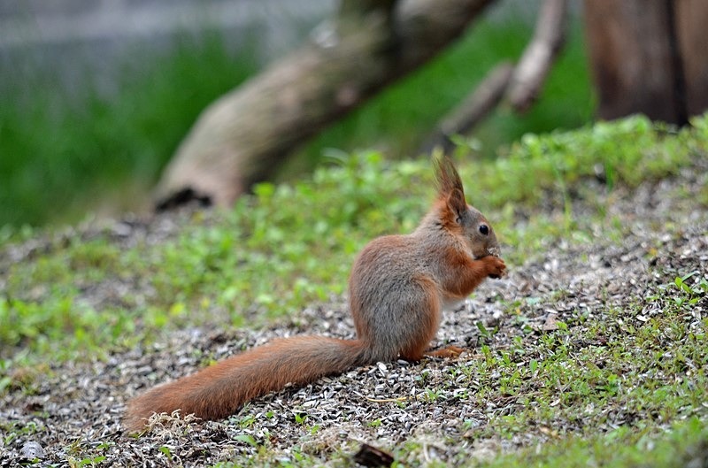 Red Squirrel - North Finland - part 1