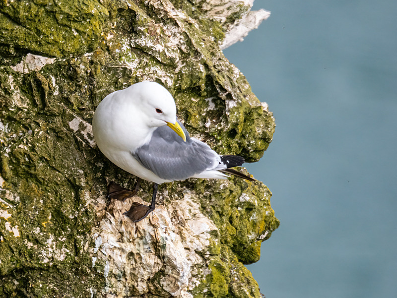 Kittiwake - Latest photos
