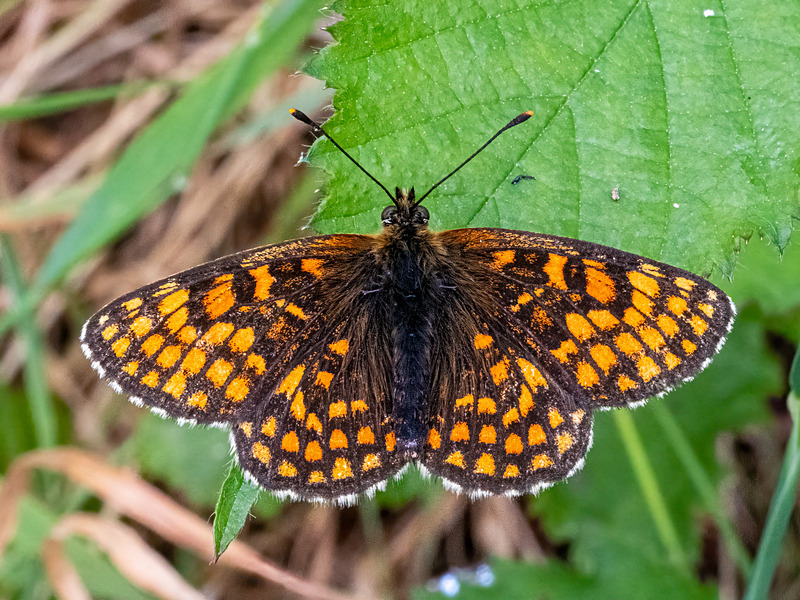 Heath Fritillary - Latest photos