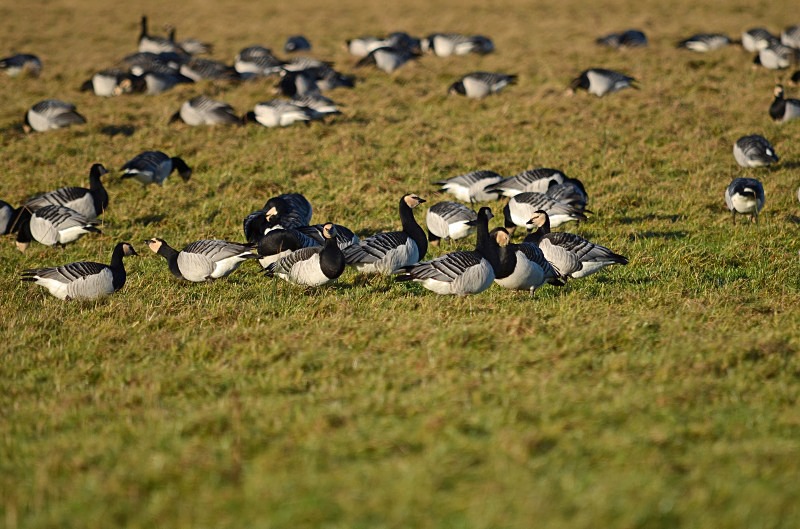 Barnacle Geese - Black geese