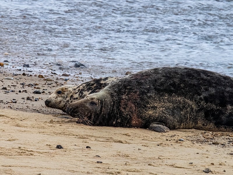 Atlantic Grey Seal - Atlantic Grey Seals