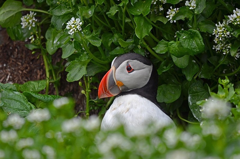 Puffin - North Norway