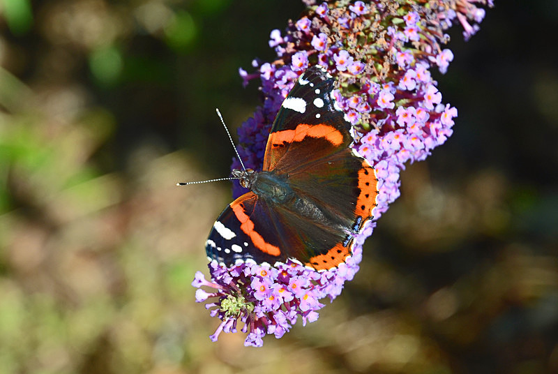 Red Admiral - Butterflies