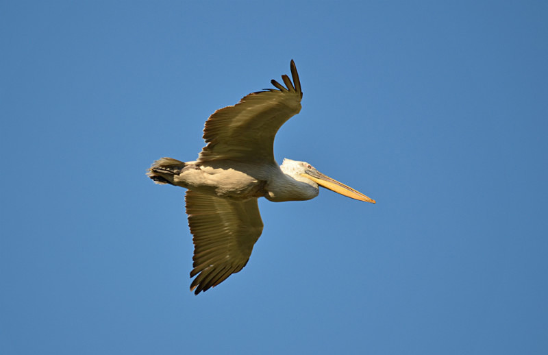 Dalmatian Pelican - West Macedonia