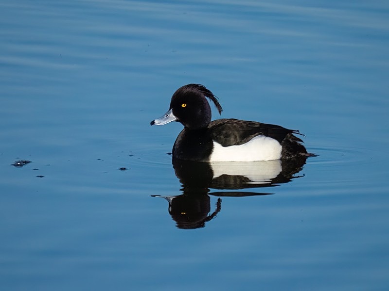 Tufted Duck - Diving ducks