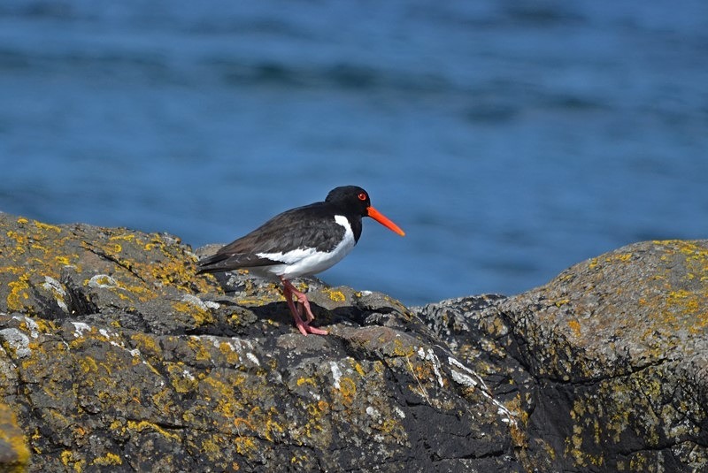 Oystercatcher - Oystercatchers