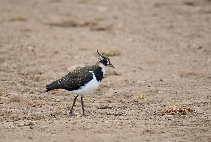 Lapwing - Plovers