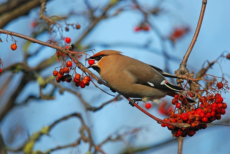 Waxwing - Waxwings