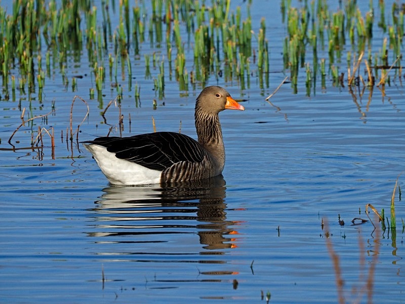 Greylag Goose - Grey geese