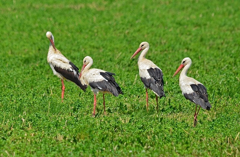 White Storks - Slovakia