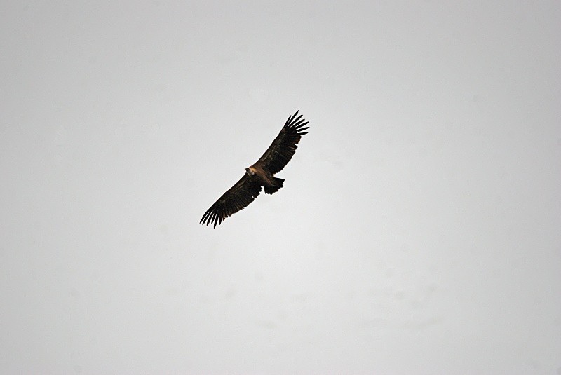 Griffon Vulture - South and north west Spain - September 2010