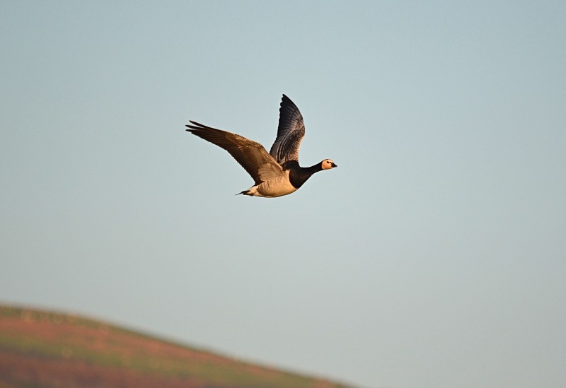Barnacle Goose - Black geese