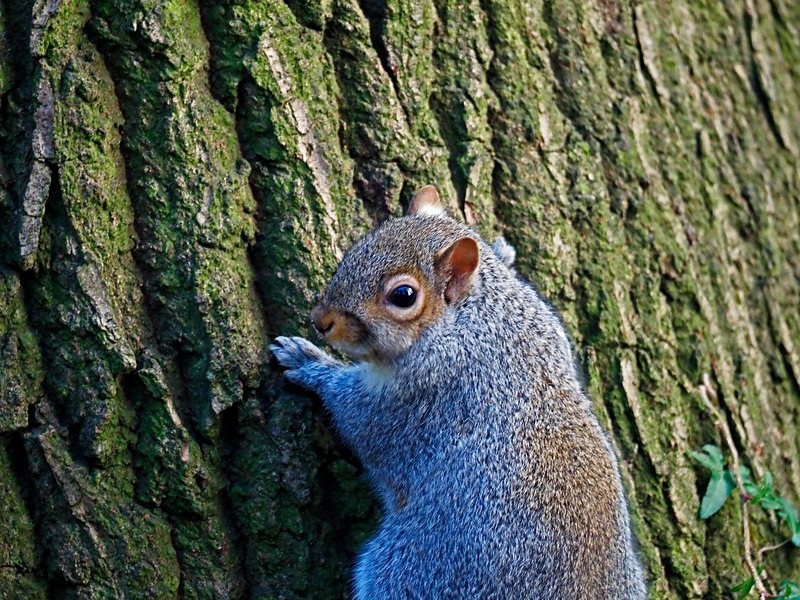 Grey Squirrel - Grey Squirrels