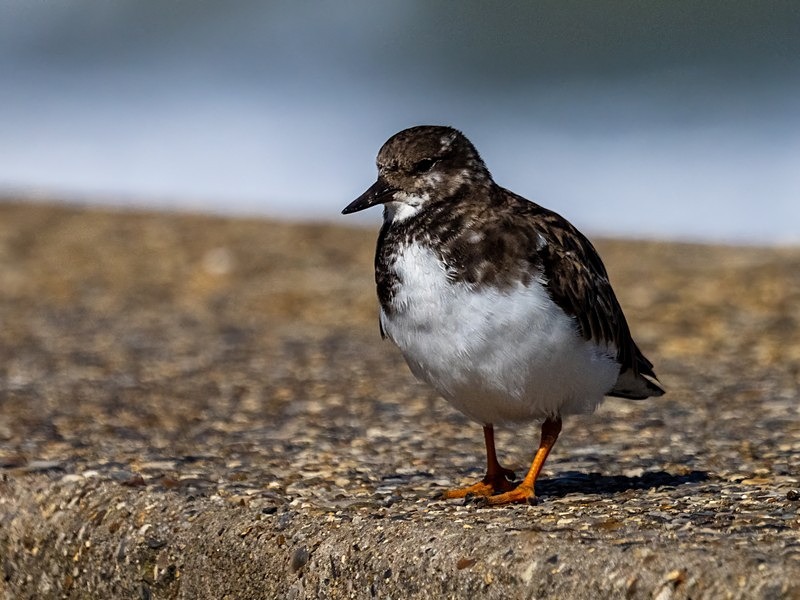 Turnstone - Sandpipers