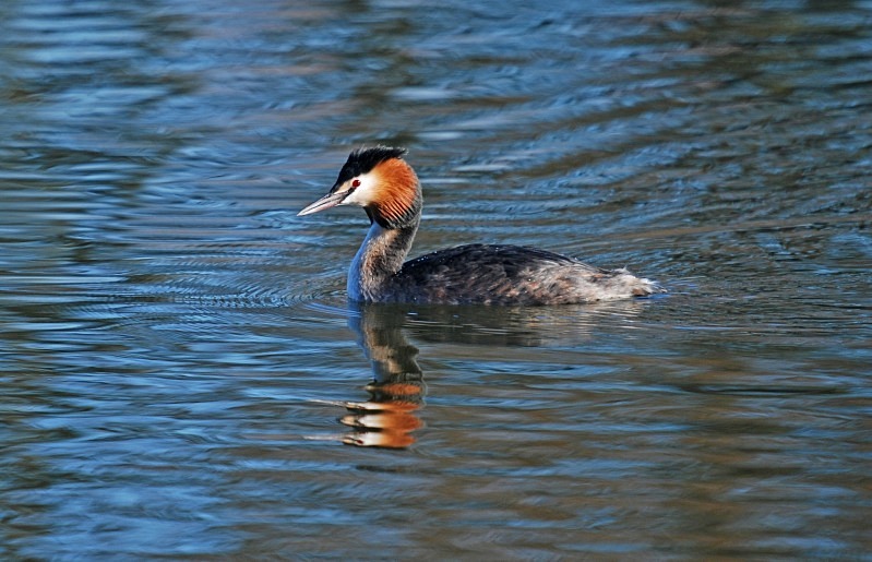 Great Crested Grebe - Grebes