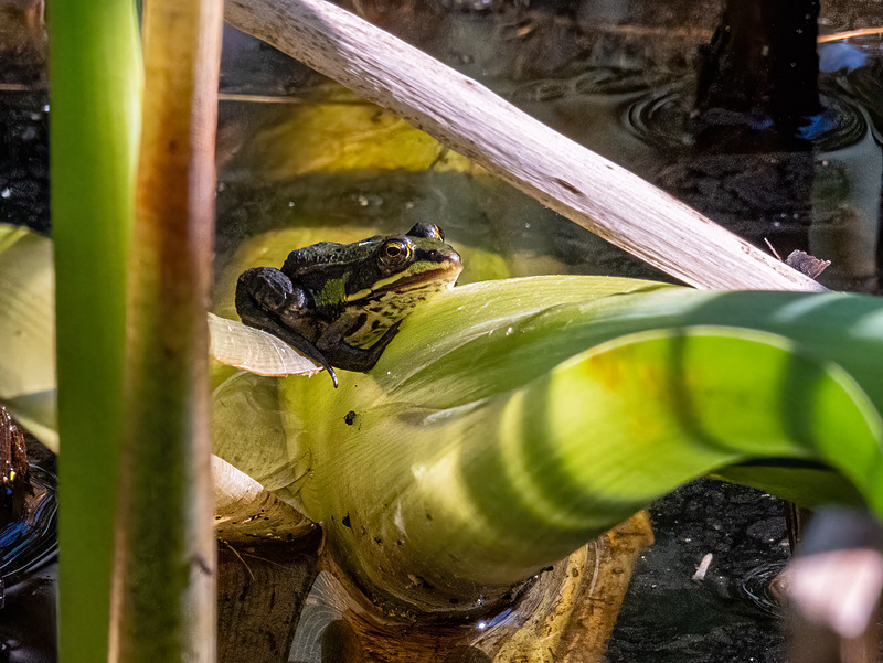 Edible Frog - Latest photos