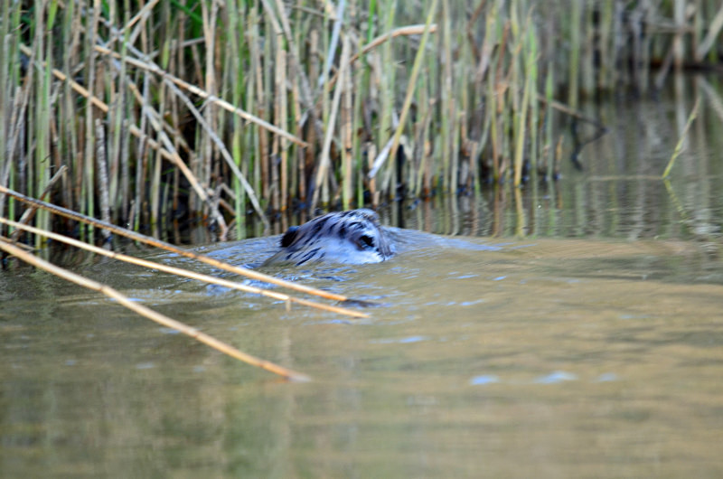 Beaver - Estonia