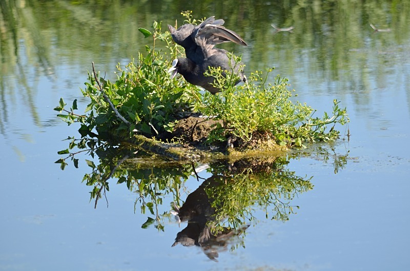Coot - Crakes and rails