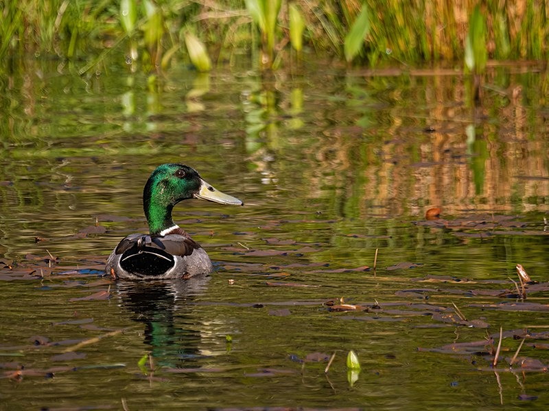 Mallard - Dabbling ducks