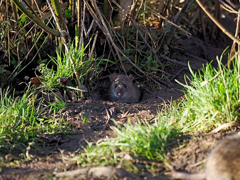 Brown Rat - Other mammals