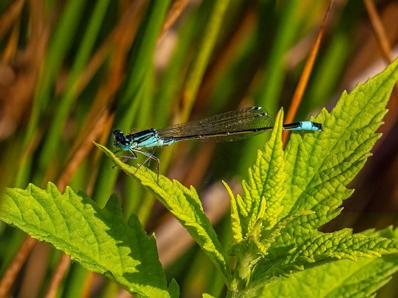 Blue-tailed Damselfly - Dragonflies and damselflies