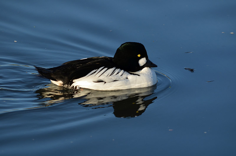 Goldeneye - Diving ducks