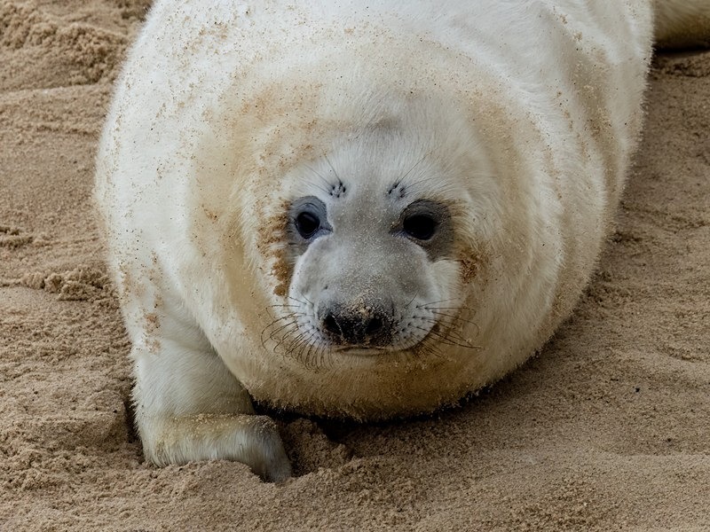 Atlantic Grey Seal - Atlantic Grey Seals