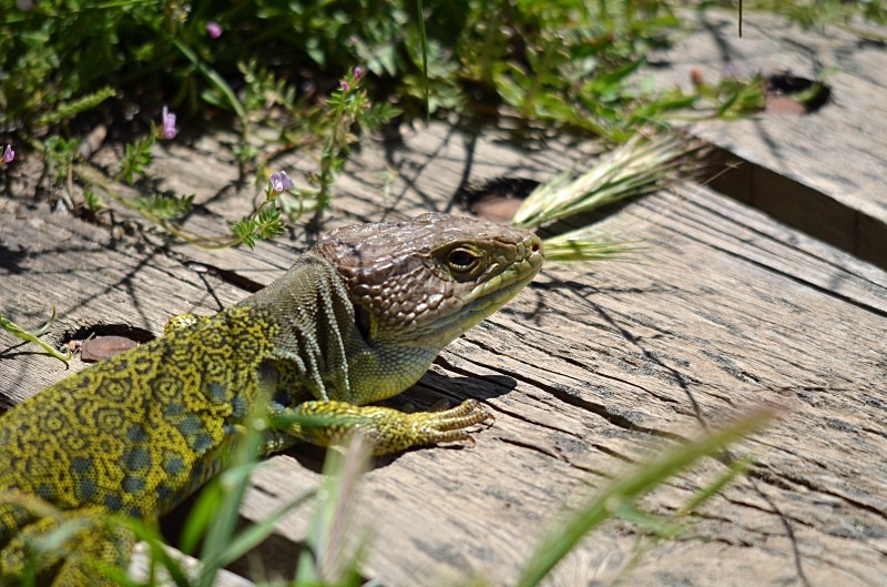 Ocellated Lizard - South and west Spain - April and May 2012